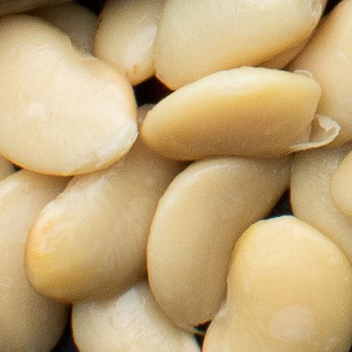 Butter Beans in Water - Wholesale 2.5kg Tin