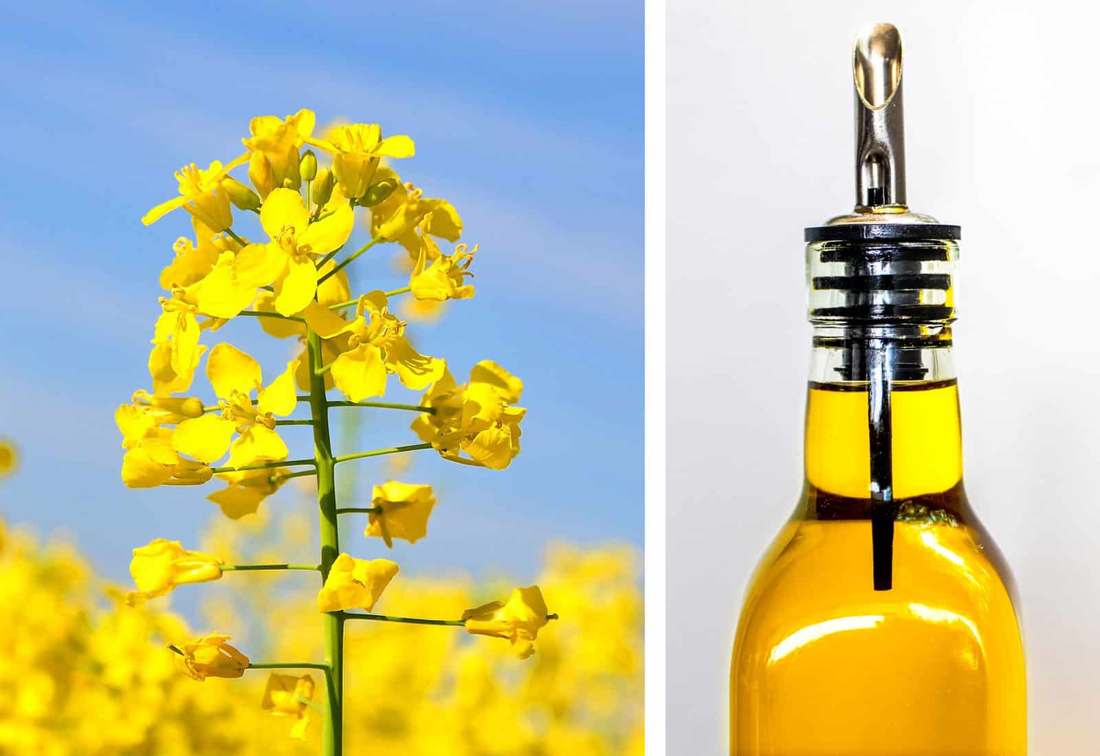 Rapeseed Oil