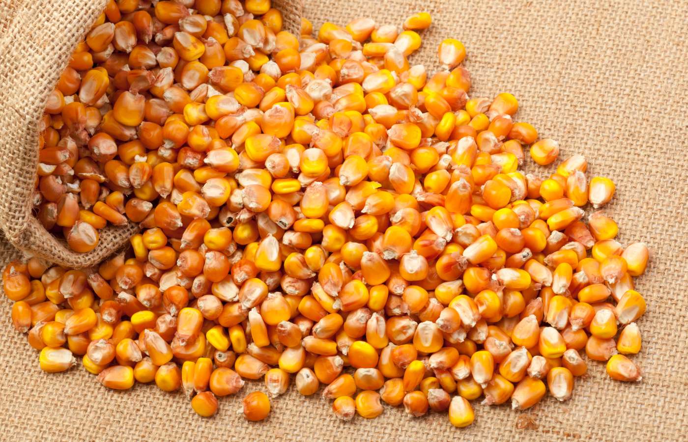 Corn Kernels